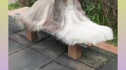 Funny dog with style