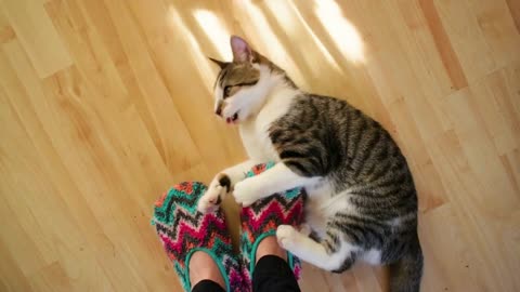 Tabby cat enjoys playing with colorful fuzzy slippers on woman's legs