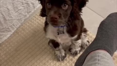 😍 Owner teaches little puppy how to bark 😍