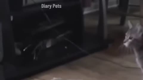 Funny cat video 😅