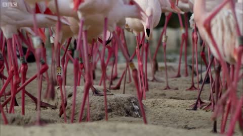 Flamingos Display Best Moves | Animals In Love | BBC Earth