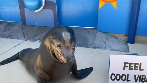 sealion#funny#funnyface#animallover