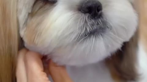 Shih tzu grooming teddy bear cut ✂️❤️🐶 sooo cute!