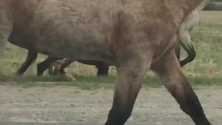 horses run along the road