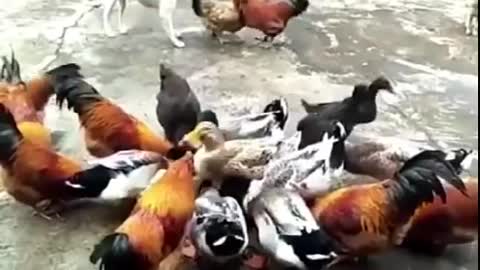 Chicken VS Dog Fight - Funny Dog Fight Videos