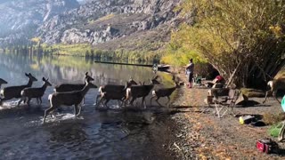 Herd of Dear Wander Along the Water