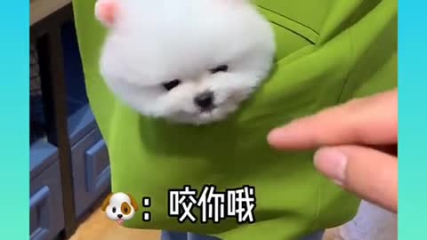 cute dog in the pocket_