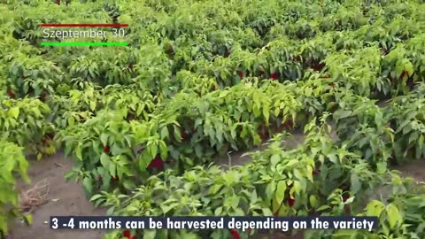 How Tons of Red Chili Pepper Harvesting by Machine - Paprika Chili Powder Processing in Factory