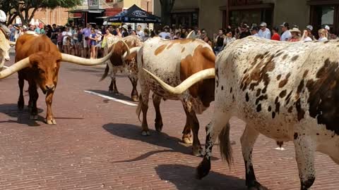 Watching bulls walk by at the stockyards in Texas