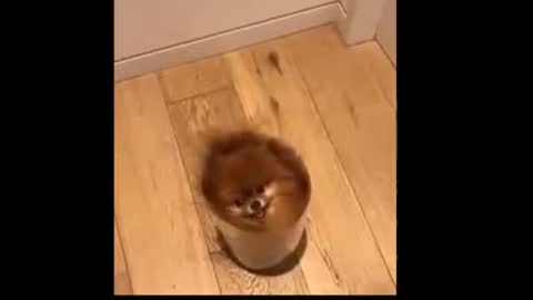 Cute Puppy Dog And Cat's Funny Videos