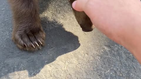 Boy Encounters Baby Bear at Lake Tahoe