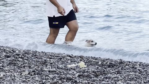 Dog Enjoys Swimming in the Sea