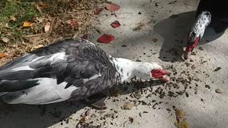 Short Snippet of Muscovy Ducks