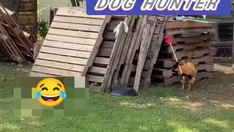 CHICKEN CHASING DOG..