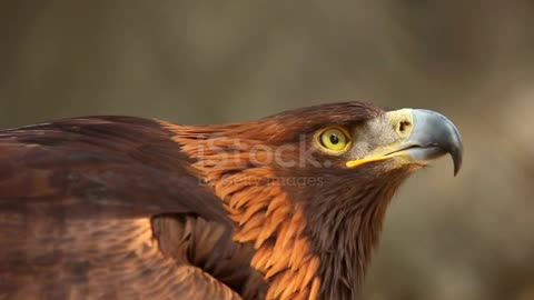 Portrait of Golden eagle (Aquila chrysaetos)