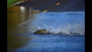 wayward street salmon trying to find their way home