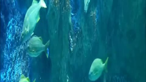 Most beautiful sea creatures, sea animals - marine animals #shorts