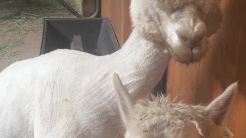 Alpacas Making Mating Music