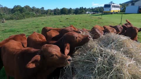 13 Droughtmaster Calf's from 2020 now weaned and in Pasture No 1