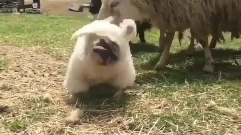 Pug in sheep's clothing