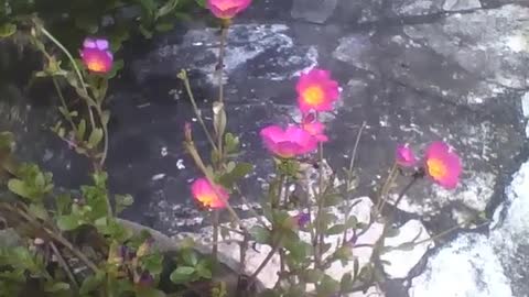 Small flowers moss rose, pink and yellow, in a small vase next to a building [Nature & Animals]