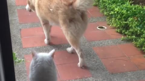 Sleeping white cat freaks out scratches glass door siberian husky