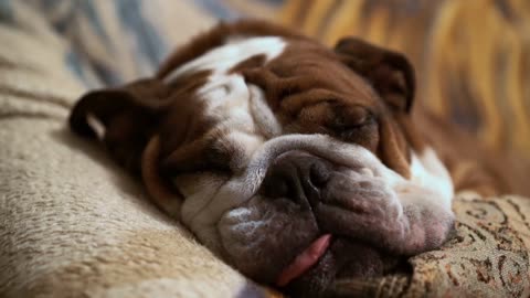 cute lazy English bulldog sleeping on the couch and snore