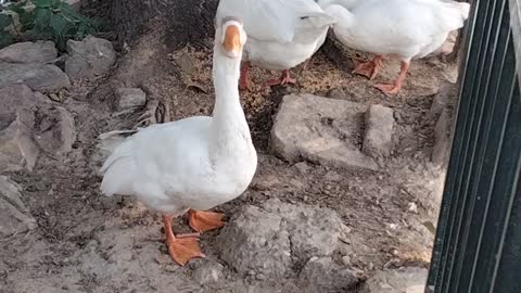 Hungry Ducks Sound Effect Video | Sound Of Ducks Quacking