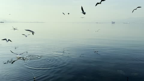 Feathers and Flight: Captivating Bird Species Up Close