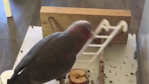 Baby Galah and his ladder