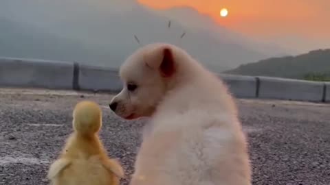 Beautiful puppy and duck baby playing