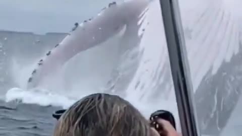 Incredible close encounter with a humpback whale.