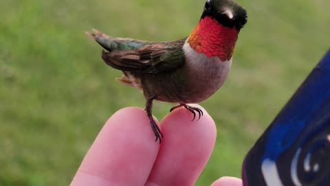 Birdy Breakfast Buddy