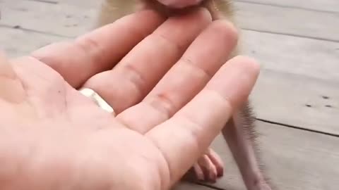 Cute monkey