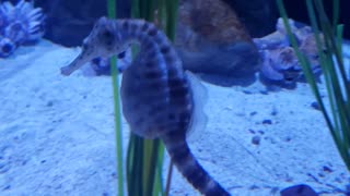 Seahorses swimming