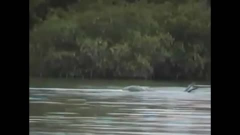 5 SEA SERPENT CAUGHT ON CAMERA