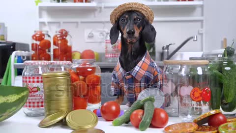 Funny dachshund farmer dog