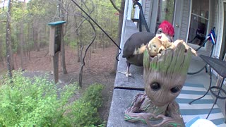 Big bird eating out of little Groot planter