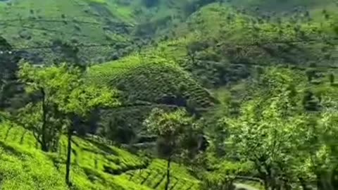 green nature,green nature video,beautiful nature,nature,assam nature video,nature