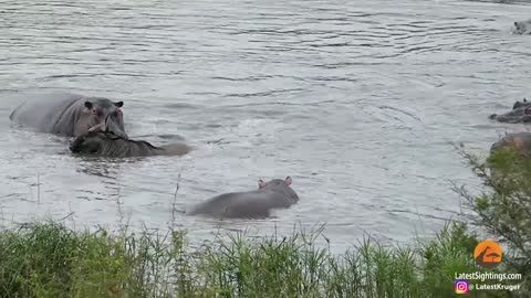 Amazing Hero Hippo Saves Wildebeest From Crocodiles Hunting!