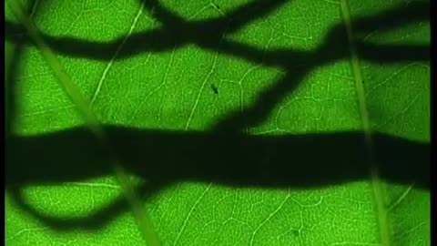 Leaf-Cutter Ants | Shadow of the Sun | BBC Earth