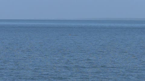 A Sea Bird Dives To Catch Its Prey