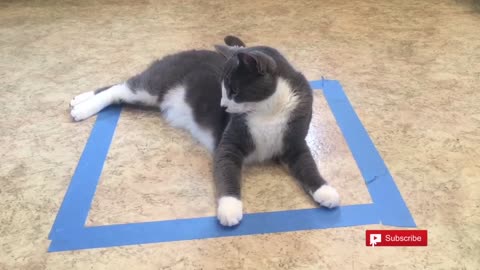 FUNNY CATS REACTION TAPE BOX TEST | Can Cats Resist Sitting in Taped Square?