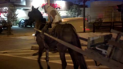 Dog Riding A Horse