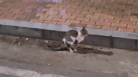 stray cat pooping video