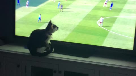 Cat tries to play soccer on TV