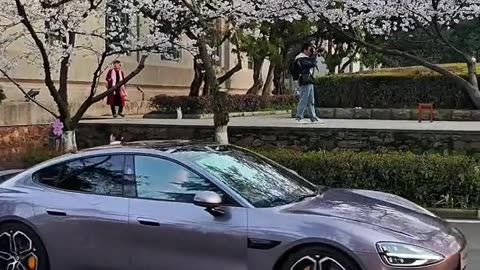 The combination of cherry blossoms and cars