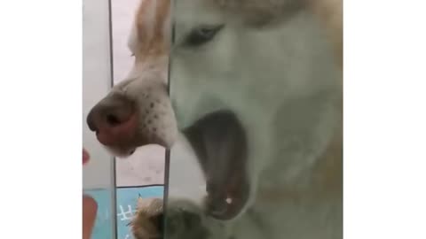 Dog reaction 🤣🤣 | my husky got his nose stuck and I can't tell if it's real or if he he did it for attention 🤣🤣| funny video