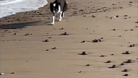 Puppy Walking Along the Beach Got Scared of Water