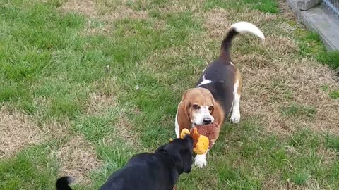 Basset Hound Huskador Tug of War